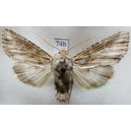 Apamea anceps (Denis & Schiffermüller, 1775) Czech74b